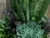 Potted-succulent-arrangement