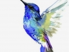 Blue-Hummingbird