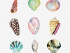 Variety-of-shells